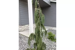 12819 NE 109th St, Vancouver, WA 98682 - Photo 2