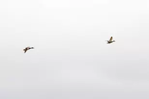 34521 Big Meadow Ln, Deer Island, OR 97054 - Photo 46