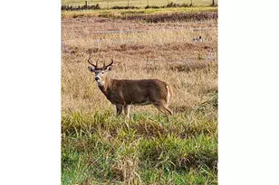 34521 Big Meadow Ln, Deer Island, OR 97054 - Photo 44