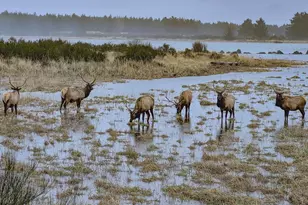 11635 Ernst Ct, Nehalem, OR 97131 - Photo 42