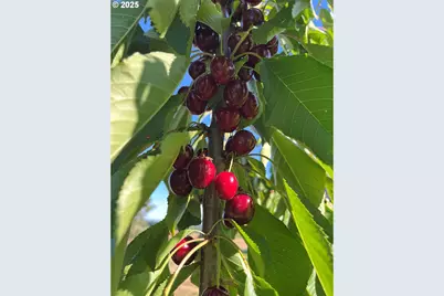 11825 NE Finn Hill Loop, Carlton, OR 97111 - Photo 24