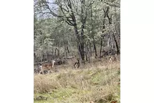 2263 Canyonville-Riddle Rd, Riddle, OR 97469 - Photo 36