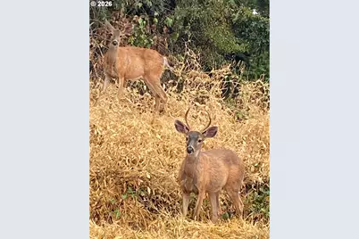 18810 NW Oak Ridge Rd, Yamhill, OR 97148 - Photo 12
