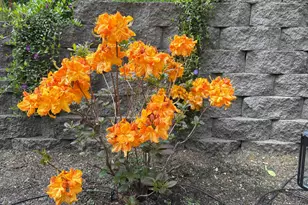 251 Mystery Dr, Amboy, WA 98601 - Photo 30