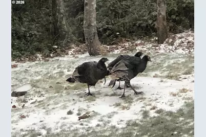 251 Mystery Dr, Amboy, WA 98601 - Photo 46