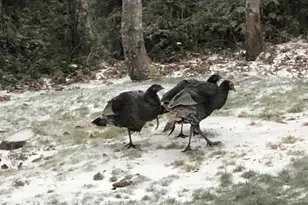 251 Mystery Dr, Amboy, WA 98601 - Photo 46