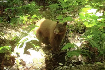 1263 Yokum Rd, Riddle, OR 97469 - Photo 12