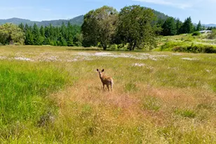 736 Ferguson Ln, Days Creek, OR 97429 - Photo 46