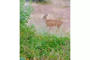 826 SW Cherry St, Willamina, OR 97396 - Photo 24