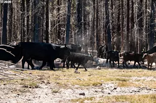 1950 Silver Lake Rd, Chiloquin, OR 97624 - Photo 18