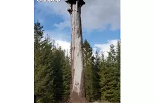 267 Usfs 86 Rd, Trout Lake, WA 98650 - Photo 22