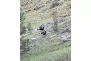 48144 E Pine Creek Rd, Halfway, OR 97834 - Photo 36