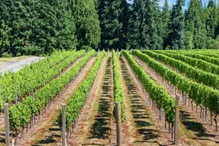 3800 S 16th Way, Ridgefield, WA 98642 - Photo 34