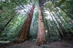 1107 Winchuck River Rd, Brookings, OR 97415 - Photo 28