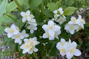 6675 Northeast Birch Street, Hillsboro, OR 97124 - Photo 32