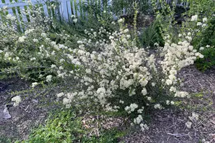 6675 Northeast Birch Street, Hillsboro, OR 97124 - Photo 30