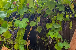 240 W Jefferson St, Carlton, OR 97111 - Photo 22