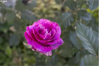 2113 NE 152nd St, Vancouver, WA 98686 - Photo 36