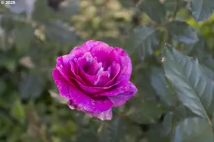 2113 NE 152nd St, Vancouver, WA 98686 - Photo 36