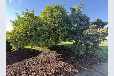 221 Musser St, Brookings, OR 97415 - Photo 6