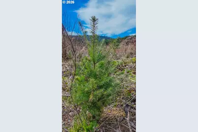 21542 Highway 126, Noti, OR 97461 - Photo 12