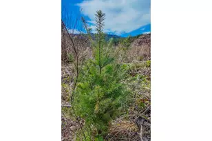 21542 Hwy 126, Noti, OR 97461 - Photo 12