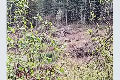 21542 Highway 126, Noti, OR 97461 - Photo 14