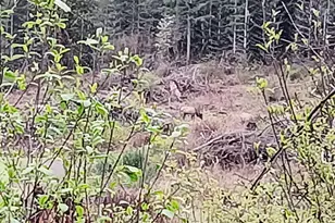 21542 Hwy 126, Noti, OR 97461 - Photo 14