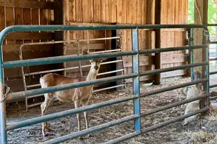 195 Woodland Rd, Goldendale, WA 98620 - Photo 36