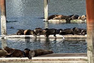 98126 W Benham Ln, Brookings, OR 97415 - Photo 48