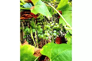 711 Plin St, Myrtle Creek, OR 97457 - Photo 14