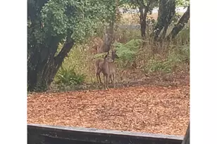 20055 NW Pihl Rd, Banks, OR 97106 - Photo 20