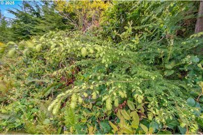 1 Parpala Rd, Naselle, WA 98638 - Photo 6