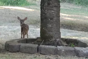 753 Albert Ave, Glendale, OR 97442 - Photo 48