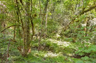 13370 SW 148th Ave, Portland, OR 97223 - Photo 26