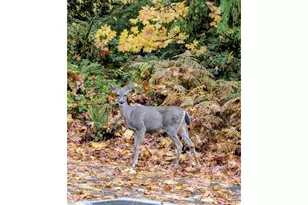 99 Sunset Pl, Longview, WA 98632 - Photo 18