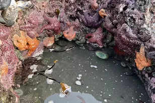 97818 Hanscam Ln, Brookings, OR 97415 - Photo 42