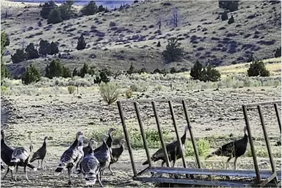 37799 Alder Creek Rd, Baker City, OR 97814 - Photo 44