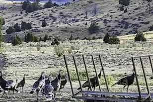 37799 Alder Cr Rd, Baker City, OR 97814 - Photo 44