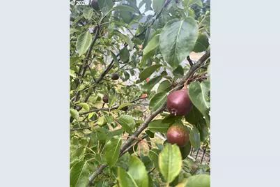 2478 Marion St, North Bend, OR 97459 - Photo 38