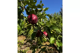 97040 Henderson, Brookings, OR 97415 - Photo 26