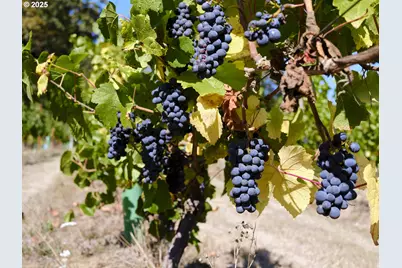 11700 NE 279th St, Battle Ground, WA 98604 - Photo 8