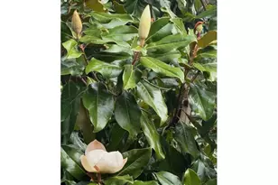 15240 SW 100th Ave, Tigard, OR 97224 - Photo 4