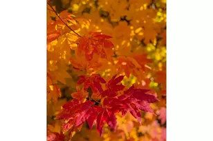 185 NW Mawrcrest Ave, Gresham, OR 97030 - Photo 46