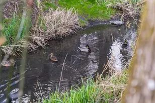 1869 Plateau St NE, Salem, OR 97305 - Photo 40