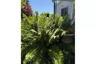 507 S 11th Ave, Cornelius, OR 97113 - Photo 6