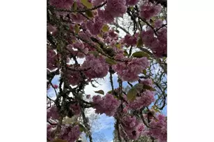 507 S 11th Ave, Cornelius, OR 97113 - Photo 4