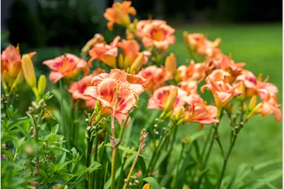 897 Edisto Lake Road, Wagener, SC 29164 - Photo 4