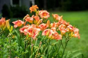 897 Edisto Lake Rd, Wagener, SC 29164 - Photo 4