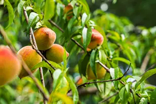 897 Edisto Lake Rd, Wagener, SC 29164 - Photo 32